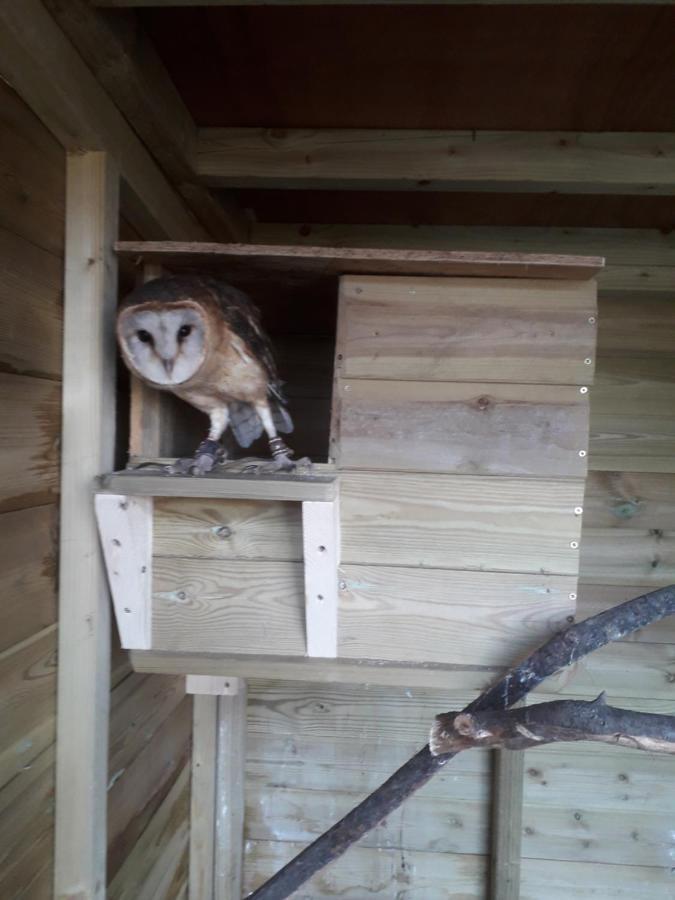 Ruby Shepherds Hut Sleeps 4 Rhayader Zewnętrze zdjęcie